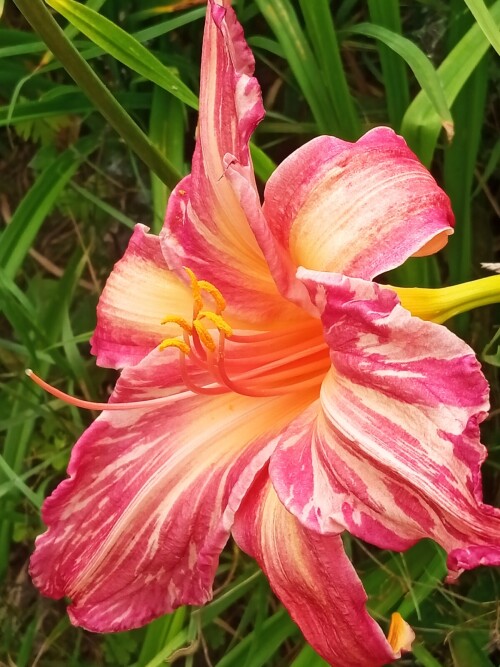 Pink-Stripescd6a749012216a7a.jpg