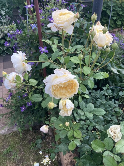 IMG_384548639d8dc34d3b76.jpeg