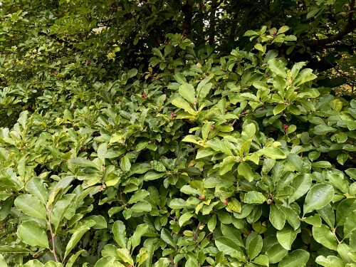 IMG_5220-2ace0c7725cf98912.jpeg